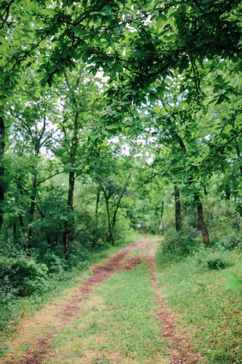Free A serene unpaved trail winding through a lush green forest, perfect for nature walks. Stock Photo