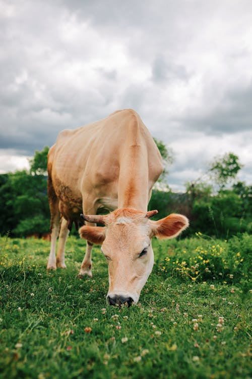 Δωρεάν στοκ φωτογραφιών με αγελάδα, βοσκοτόπι, γρασίδι