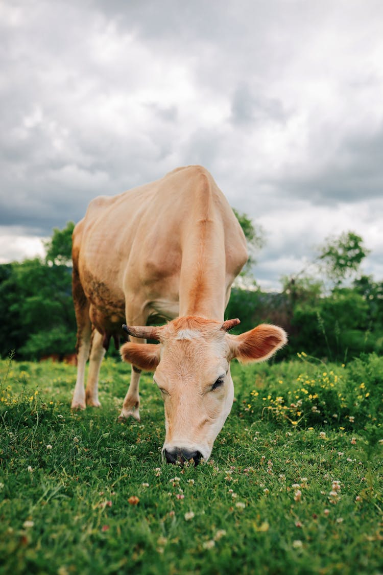 Cow Eating Grass In Pasture