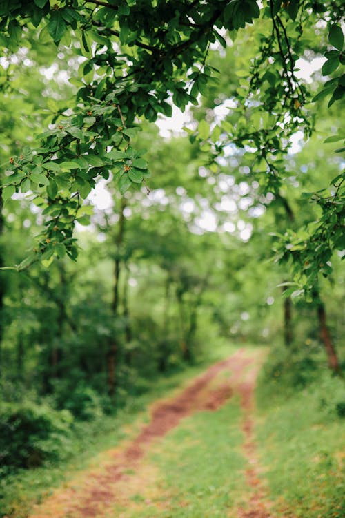 Dirt Path and Green Grass Between Trees