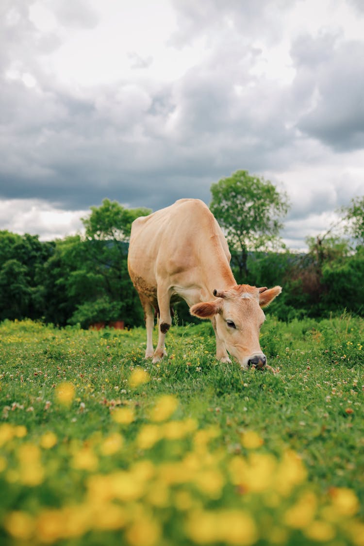 Cow Eating Grass