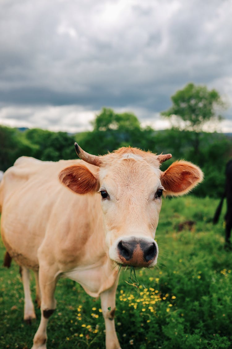 Cow Standing In Pasture