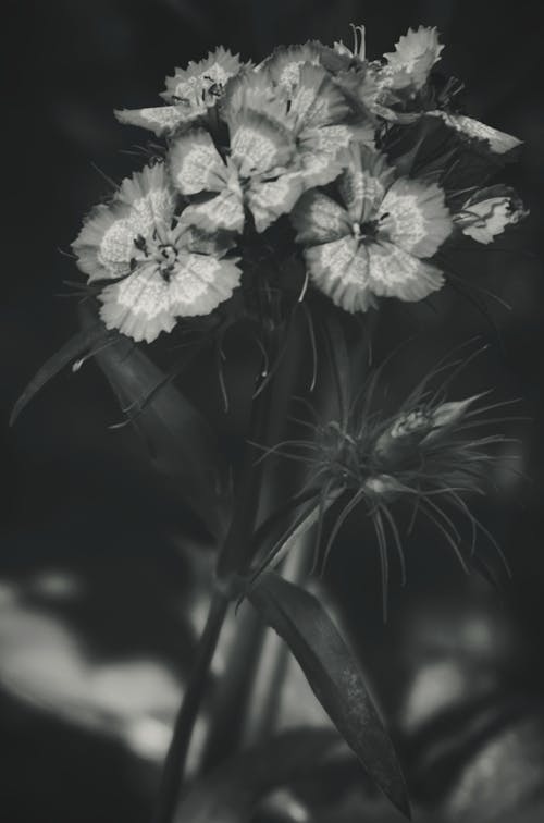 White Flowers on a Stem in Close Up View