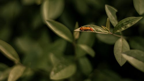Foto d'estoc gratuïta de a l'aire lliure, animal, beetle