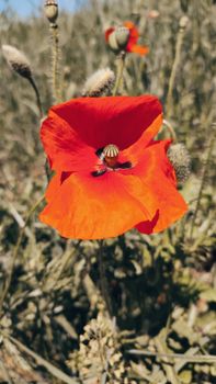 Vibrant red poppy flower in full bloom captured in a lush outdoor setting.