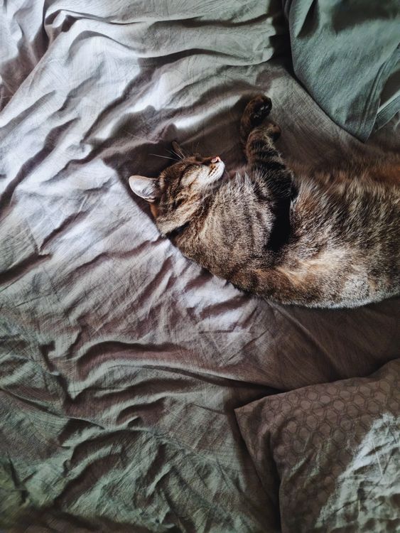 Brown Tabby Cat Lying on Gray Textile · Free Stock Photo