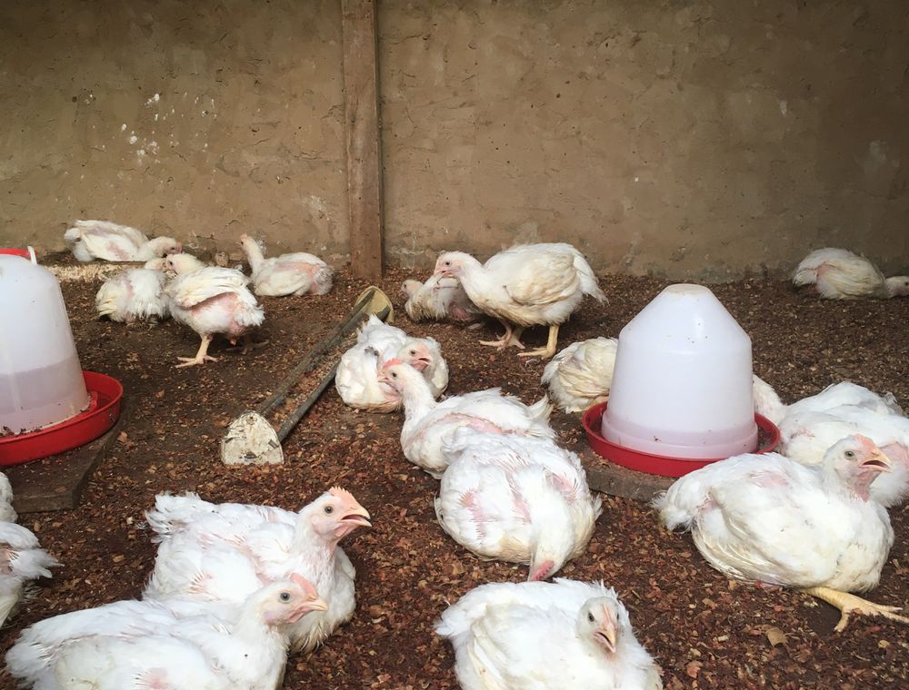 Chickens gathered around feeders and drinkers inside a poultry house