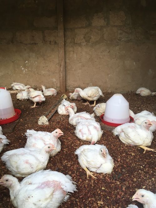 Free A group of chickens resting in a farm coop in Spain. Stock Photo