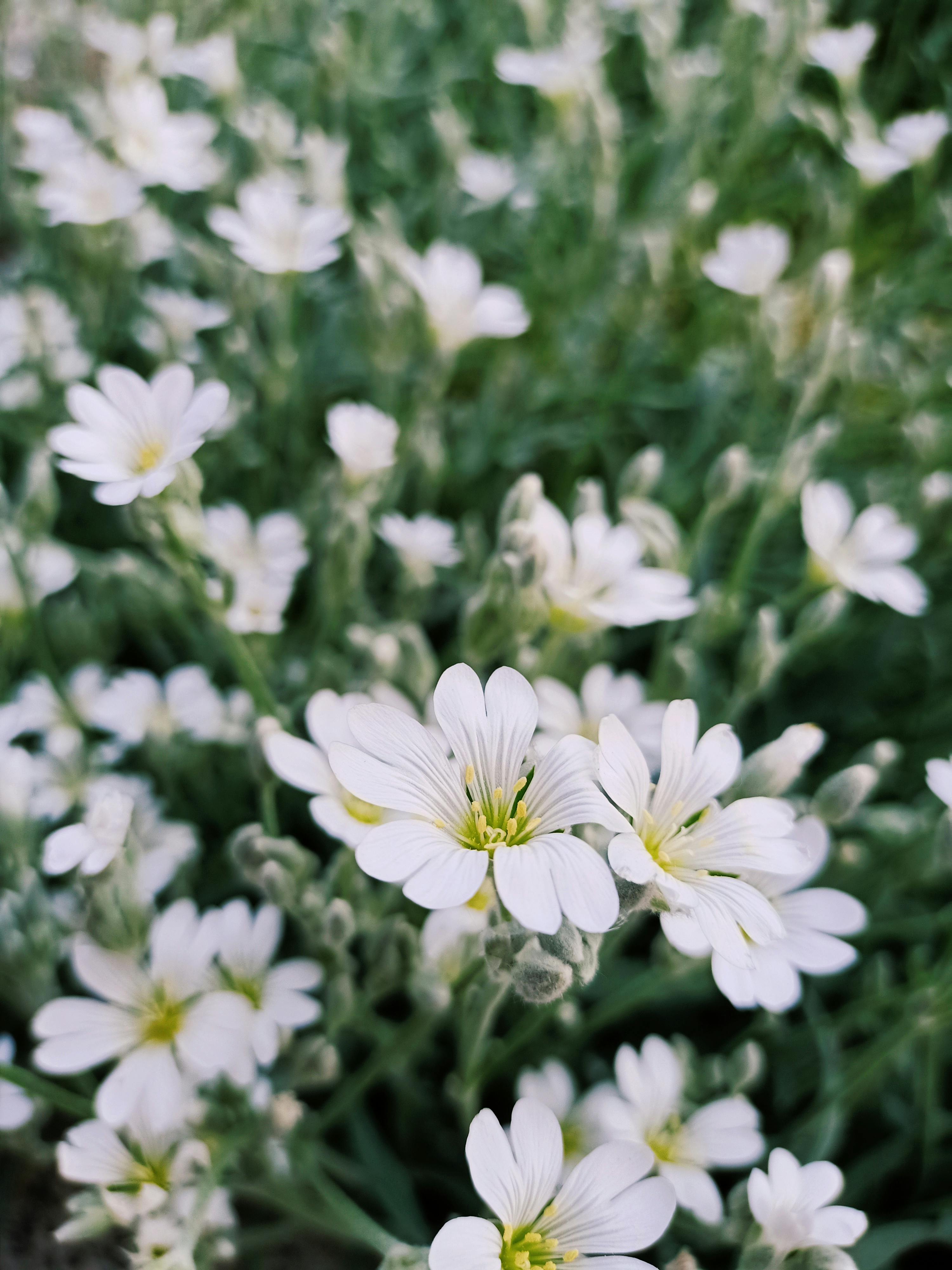 Snowinsummer Flowers in Closeup Photography · Free Stock Photo