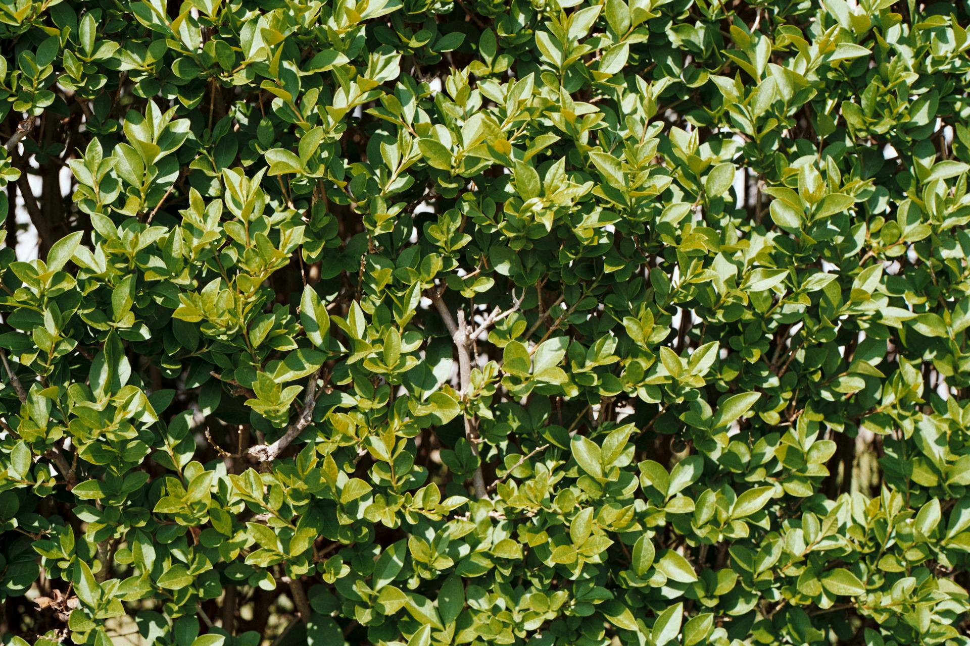 A vibrant green hedge with dense leaves creating a natural texture, ideal for backgrounds.