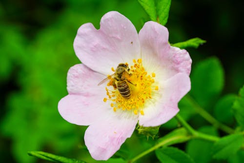 grátis Foto profissional grátis de abelha, fechar-se, flor bonita Foto profissional