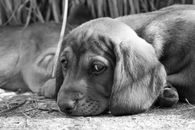Grayscale Photo of Short Coated Dog Lying on Ground
