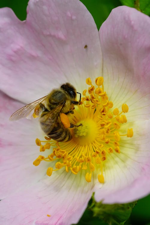 grátis Foto profissional grátis de abelha, empoleirado, fechar-se Foto profissional