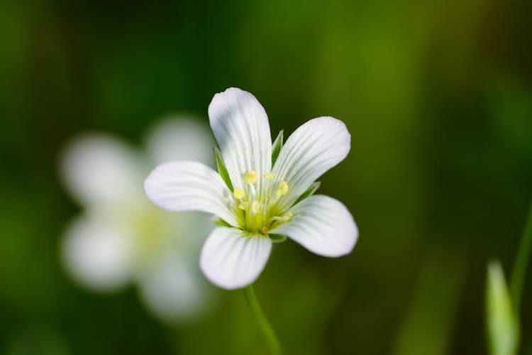 Field Chickweed In Bloom