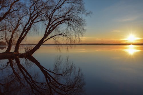 Reflection of Leafless Trees on Calm Lake at Dawn