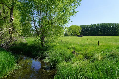 A Creek Surrounded by Green Grass and Trees 