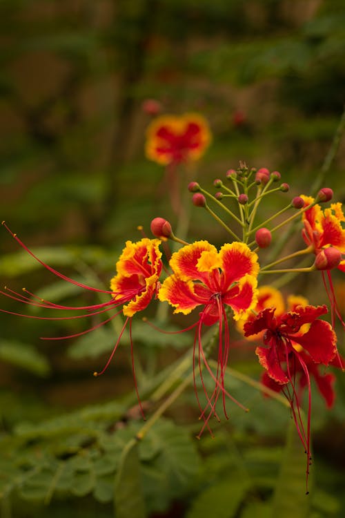Red and Yellow Flowers in Bloom