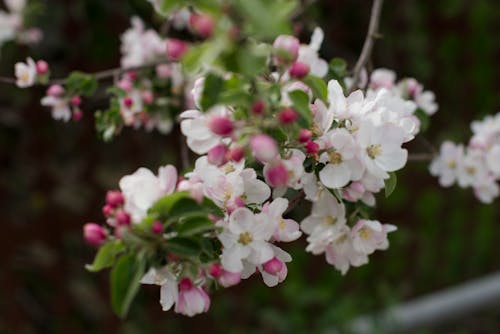 White and Pink Flowers in Bloom
