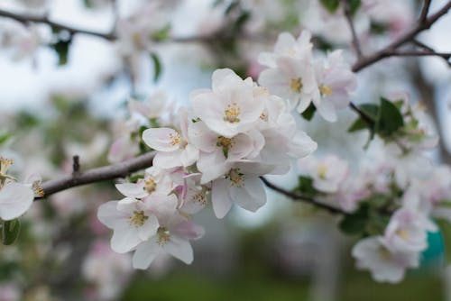 White and Pink Cherry Blossom in Close Up Photography
