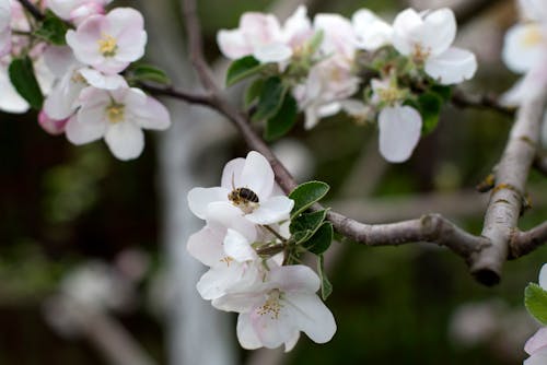 Free Close-up Photo of Apple Tree Flowers  Stock Photo