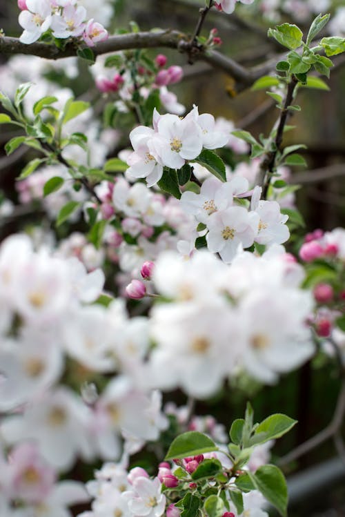 Free Close-up Photo of Apple Tree Flowers Stock Photo