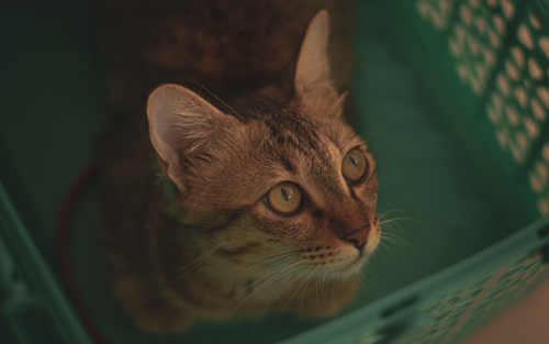 Free A curious tabby cat in a green crate, looking attentively with striking eyes. Stock Photo