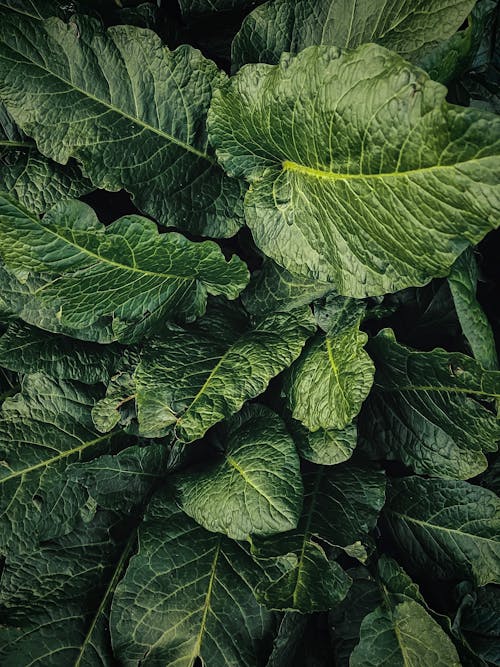 Free Green and White Leaf Plant Stock Photo