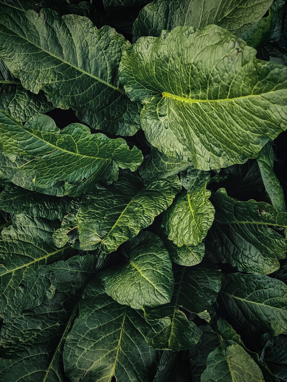 healthy dense garden vegetable plants UK