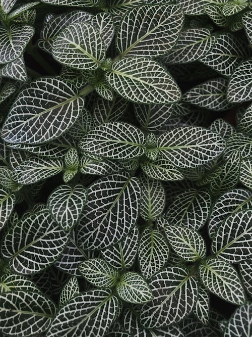 Dark Green Leaves