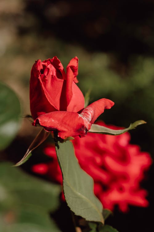 Red Rose in Bloom