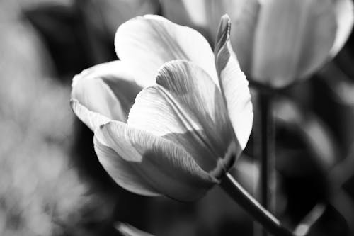 Fotobanka s bezplatnými fotkami na tému čierny a biely, flóra, kvet