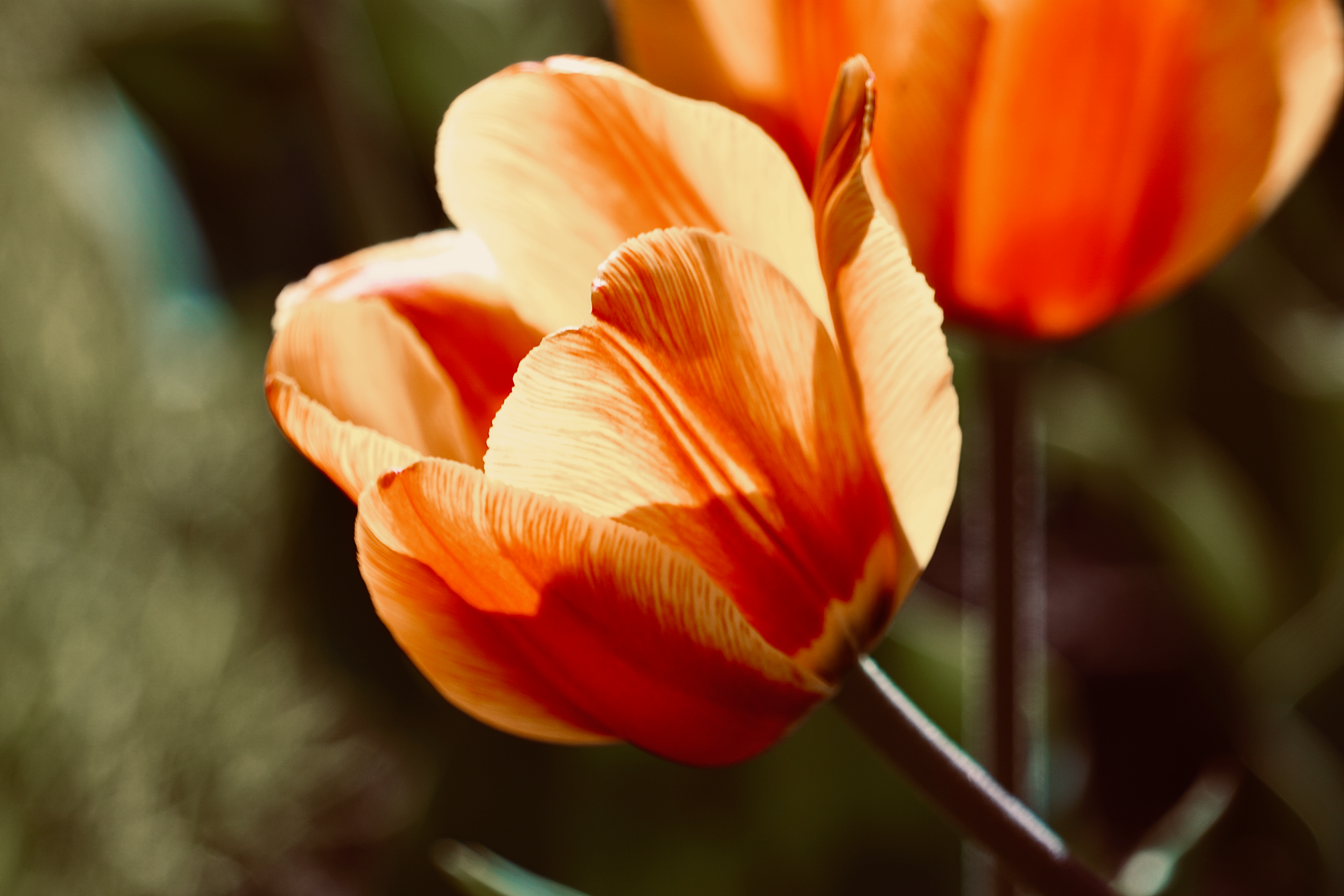 Close-up of a vivid orange tulip in bloom, highlighting textures and colors in a garden setting.