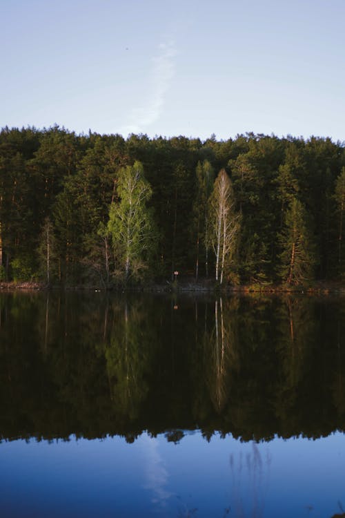Fotobanka s bezplatnými fotkami na tému fotografia prírody, jazero, les
