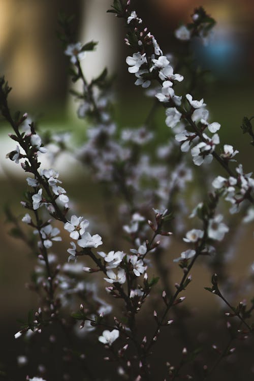 Základová fotografie zdarma na téma bílé květy, detail, jemný