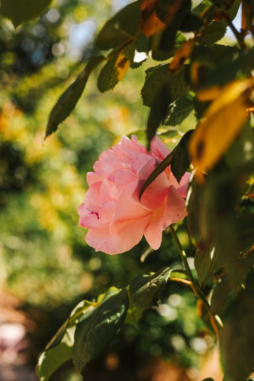 Free A vibrant pink rose blooms amidst green leaves in a sunlit garden, showcasing nature's beauty in Istanbul. Stock Photo