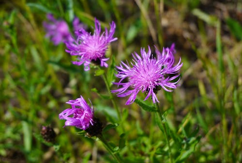 Fotobanka s bezplatnými fotkami na tému flóra, hnedý chrastavec, purpurové kvety
