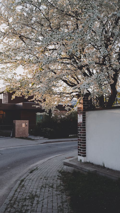 Sakura Blossom beside an Empty Street 