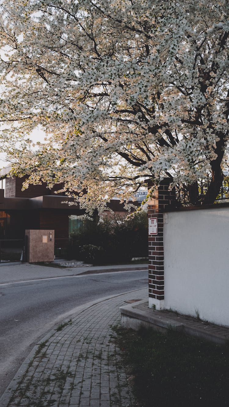 Sakura Blossom Beside An Empty Street 