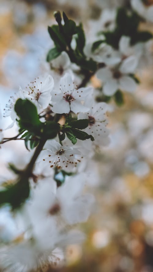 White Cherry Blossom in Close Up Photography