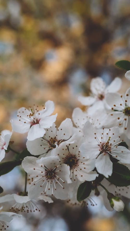 Fotobanka s bezplatnými fotkami na tému čerešňové kvety, flóra, kvetinová fotografia