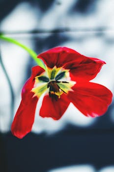 Image by Tamara Elnova