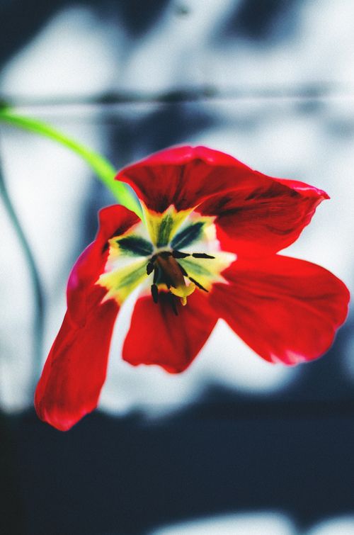 Free A close-up of a vibrant red tulip flower showcasing its delicate petals and natural beauty. Stock Photo