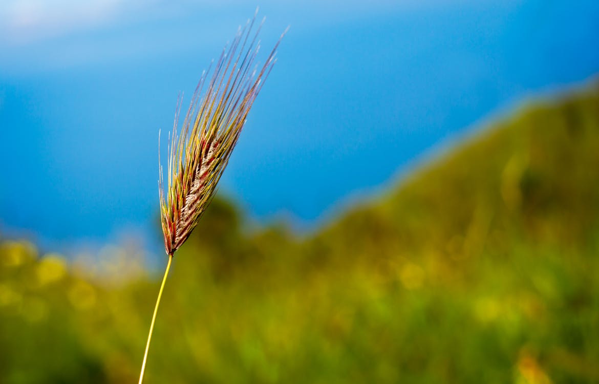 бесплатная Крупный план бурой пшеницы Стоковое фото