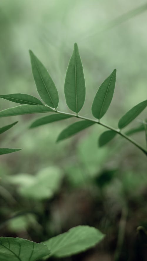 나뭇잎, 무성한, 성장의 무료 스톡 사진