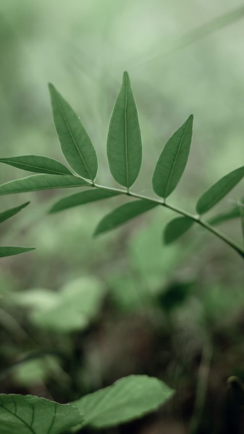 Free Vibrant green leaves in Coimbatore, capturing nature's lush freshness. Stock Photo