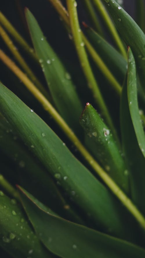Foto profissional grátis de ecológico, folhas, gotas de chuva