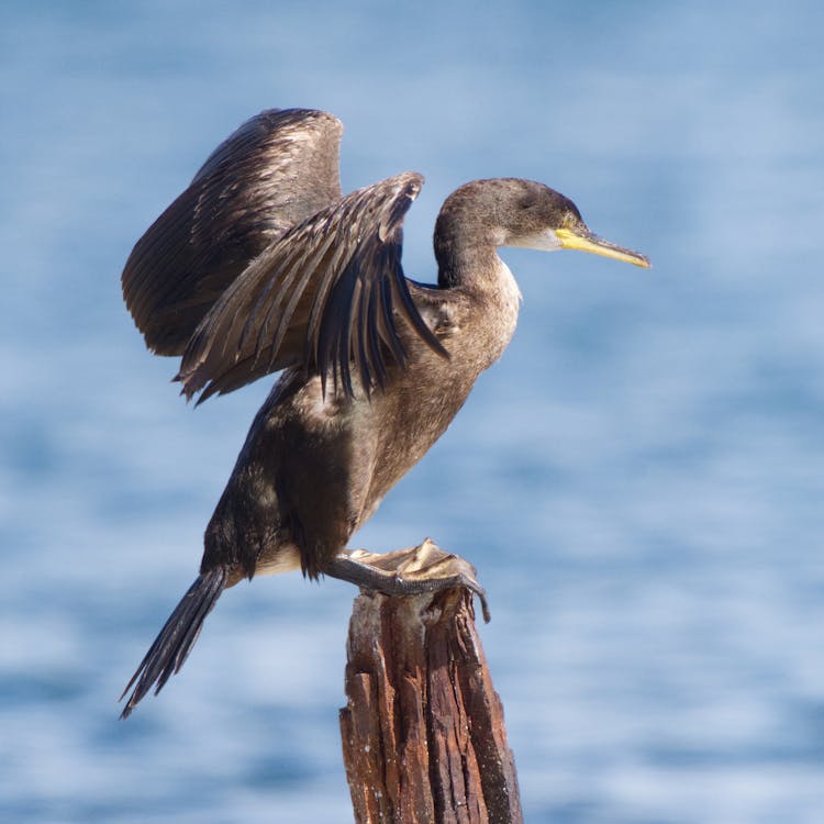 Close-up Photo Of A European Shag 