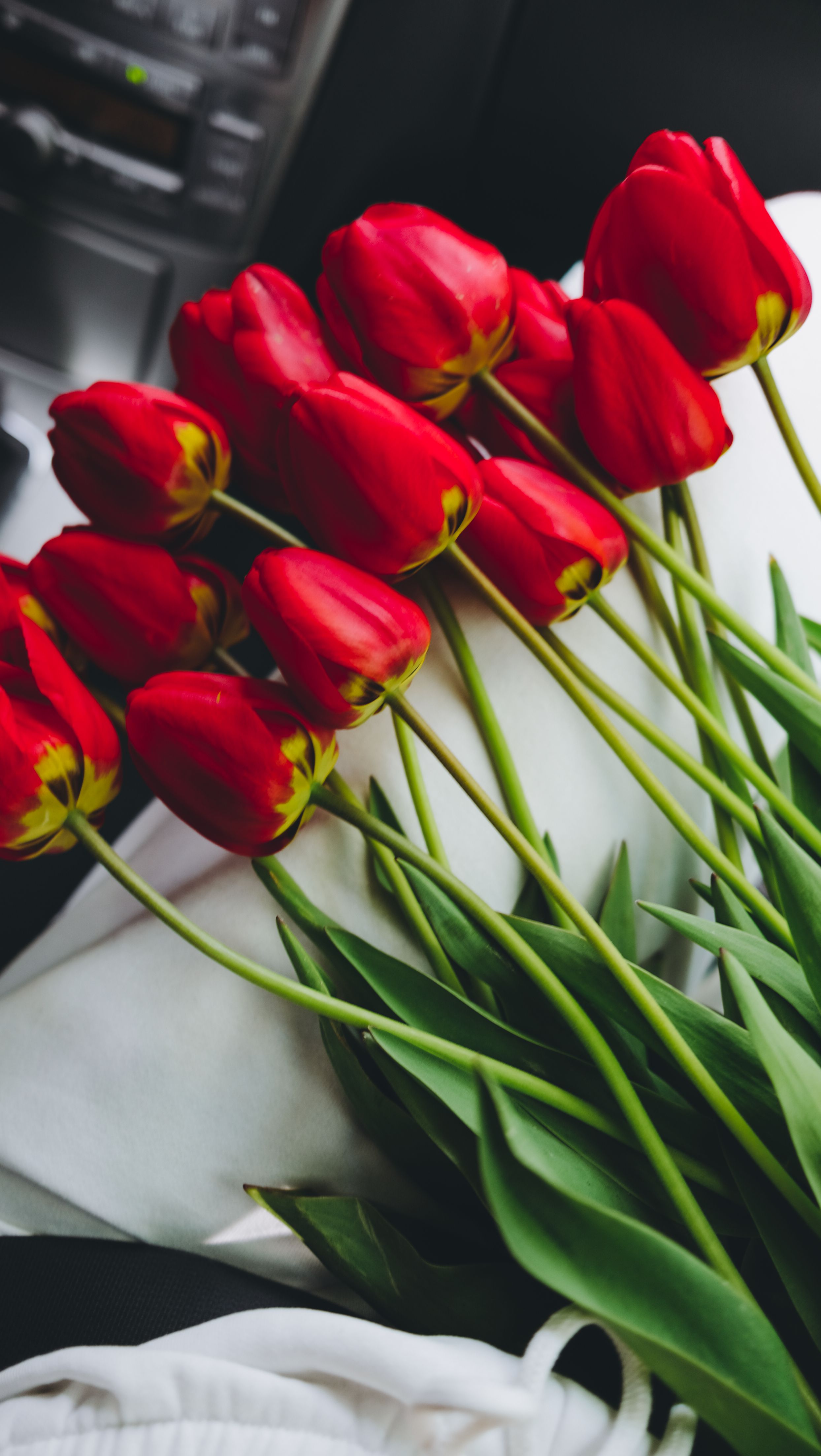 Tulip Garden Scene