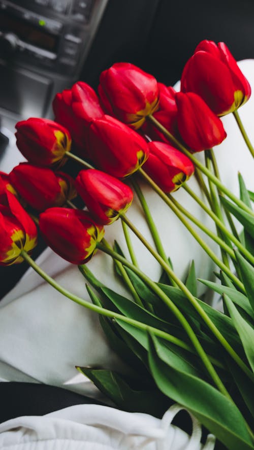 Close-up Photo of Red Tulip Flowers 