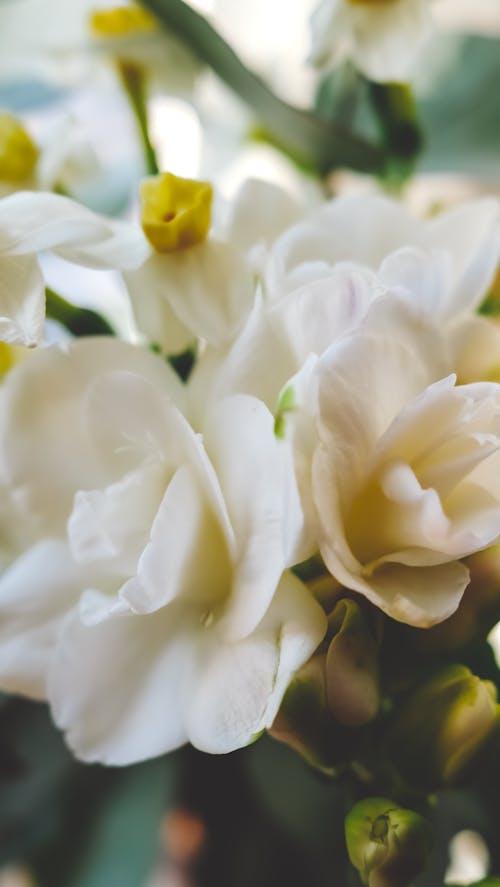 Fotobanka s bezplatnými fotkami na tému biela, flóra, kvety